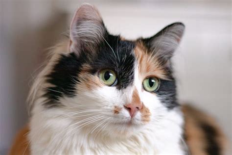 What Is A Diluted Calico Cat Everything You Need To Know Fumi Pets
