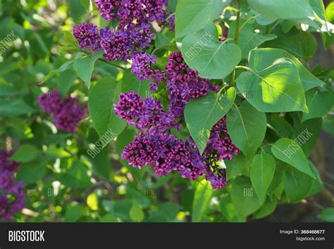 Small Red Lilac Image And Photo Free Trial Bigstock