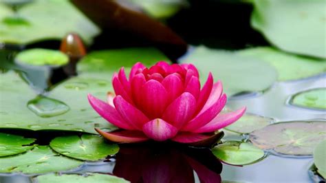 Find flowers pictures and flowers photos on desktop nexus. Drink 'lotus water'; It cures anaemia, boosts sexual ...