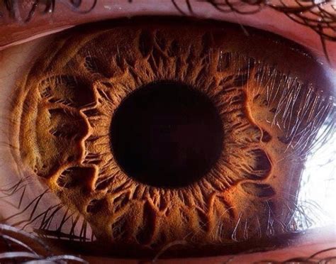 High Definition Picture Of A Brown Eye Macro Photography Eyes Human