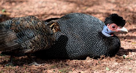 Crested Guinea Fowl And Chick Zoochat