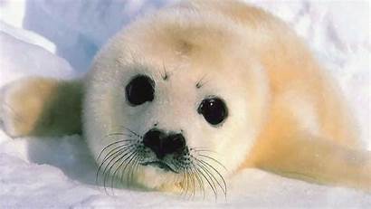 Seal Wallpapers Phone Animals Background