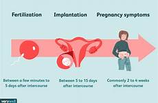 pregnant sperm ovulation ovulating fallopian verywell uterus lying verywellfamily