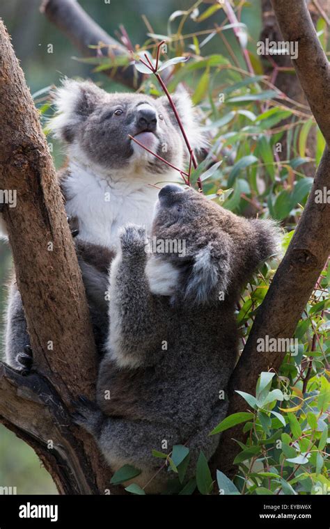 Two Koala Bears Phascolarctos Cinereus In A Tree Stock Photo Alamy