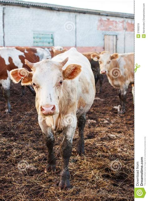 cow on russian farm stock image image of calf mammal 37693219