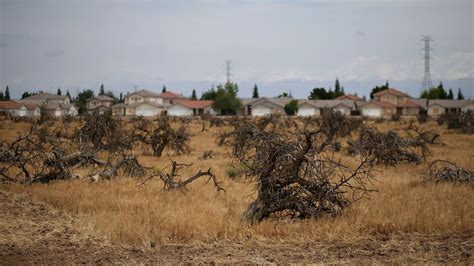 Californias Drought Has Been A Dream Come True — For Pests The Verge