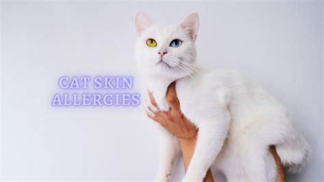 Skin Allergies In Cats Symptoms Diagnosis And Treatment