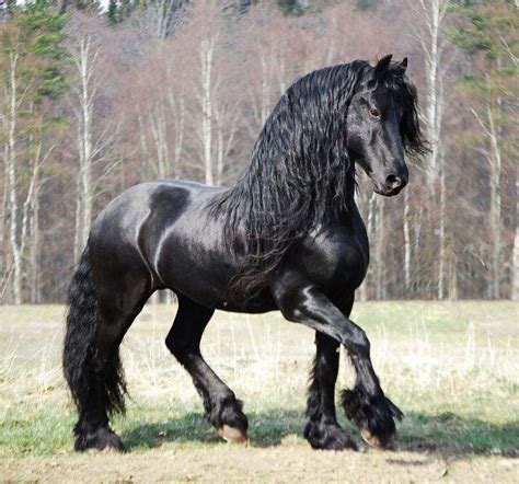 3 Friesian Horse Colors Which Color Do You Like The Most In 2020