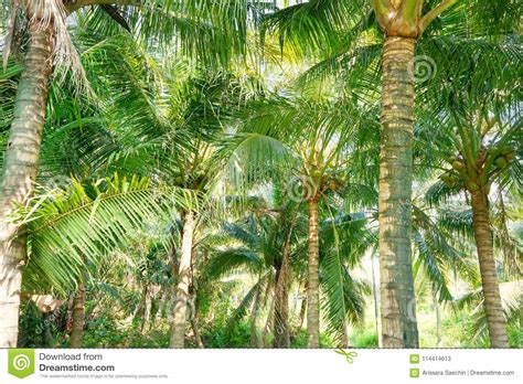 31 Nature Coconut Tree Wallpaper Venera Wallpaper