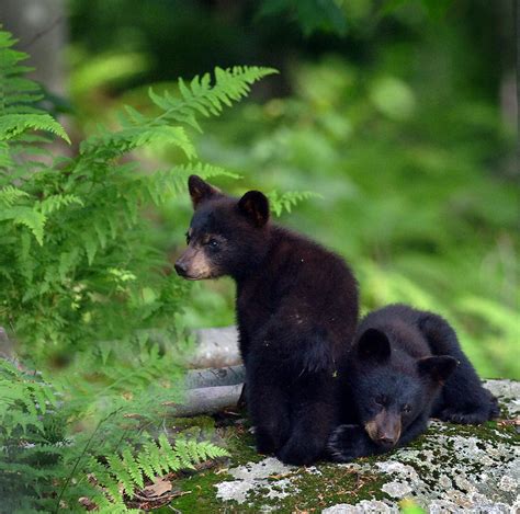Black Bear Cubs Photograph By S Michael Bisceglie