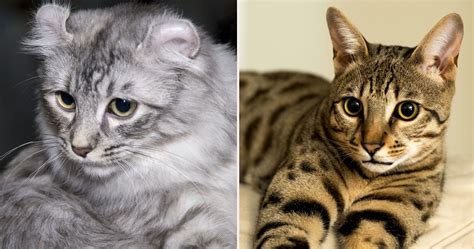expensive cat breeds ranked therichest