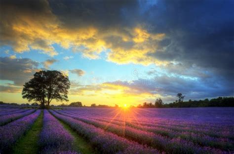 Stunning Sunset Over Lavender Fields Stock Photo Image Of Lines