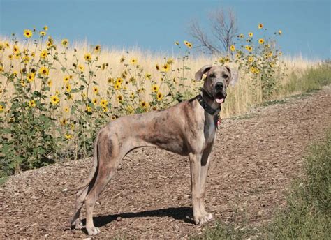 8 Great Dane Behavior Problems And How To Fix Them Hello Danes