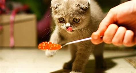 What Does Cats Like To Eat For Breakfast Cat Meme Stock Pictures And