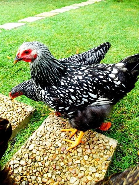 Silver Laced Wyandotte Pullet Chickens And Critters Pinterest