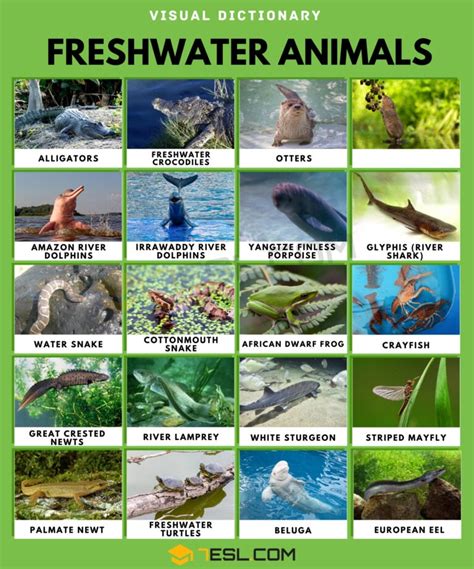Freshwater Animals List Of Freshwater Animals With Interesting Facts