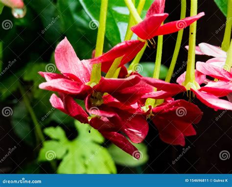 Roze Bloemen Van De Klimplant Van Rangoon Of Chinese Kamperfoelie Stock Afbeelding Image Of
