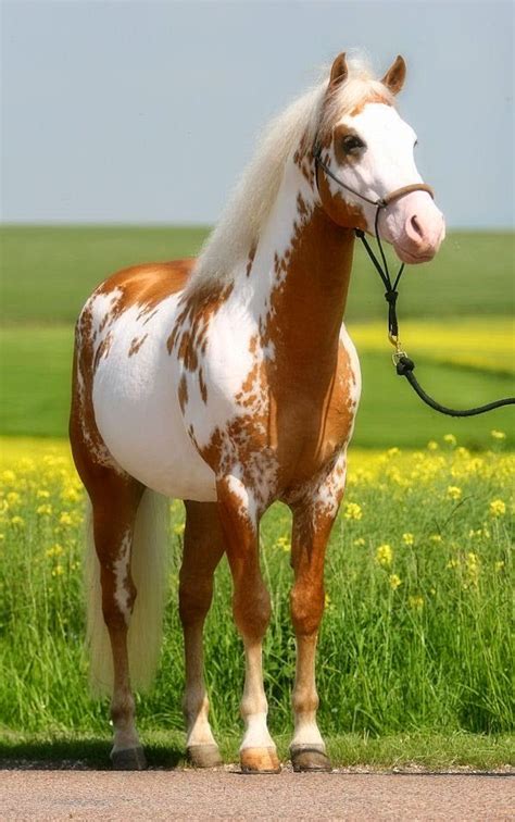 Top 5 Most Beautiful And Expensive Horse Breeds 4paint Horse