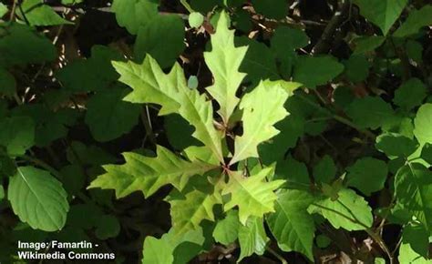 Pin Oak Leaves Bark Fruit Acorn Pictures Identification And