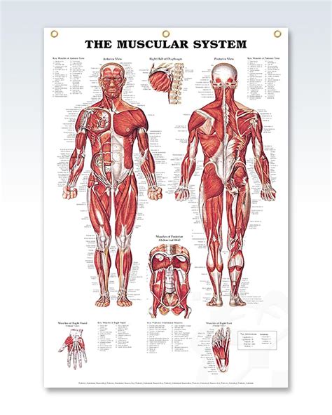 The Muscular System Enlarged Anatomy Poster Clinicalposters