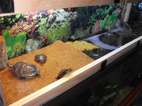 Painted Turtle Aquarium Setup Paint Painted Turtle Indoor Habitat