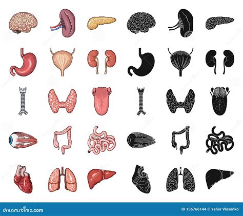 Human Organs Cartoonblack Icons In Set Collection For Design Anatomy