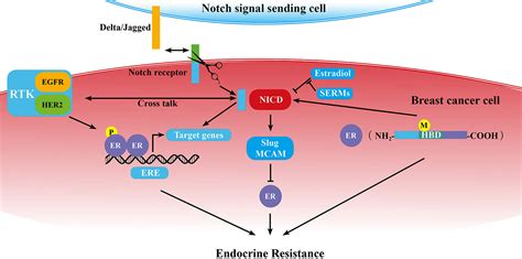 Frontiers Notch Signaling Pathway And Endocrine Resistance In Breast