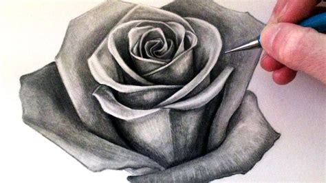 When drawing your line art of a rose, think about how the petals weave into each other and make sure their overlap is represented properly in your drawing. Realistic Drawing Of A Rose at GetDrawings | Free download