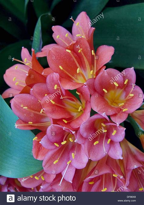 Living coral is pantone's 2019 color of the year and you can find coral flowers at fiftyflowers! Clivia, close up of coral colored flowers | Beautiful ...