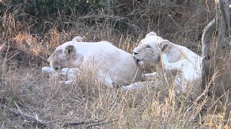 Wild White Lions Timbavati Private Nature Reserve Kruger National