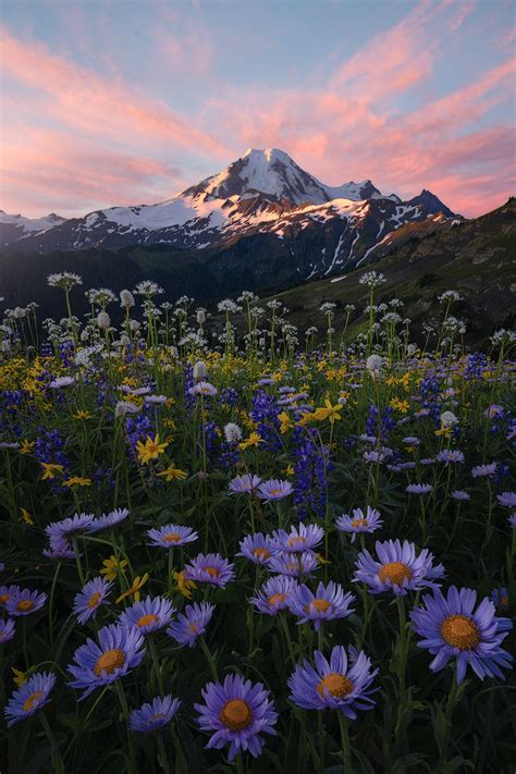 Interesting Photo Of The Day Floral Sunrise At Mt Baker