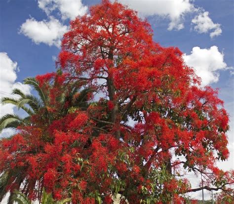 Brachychiton Acerifolius Illawarra Flame Tree Tube Stock Tree