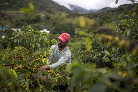 Price Of Coffee At Six Year High After Intense Frost Hits Brazil The