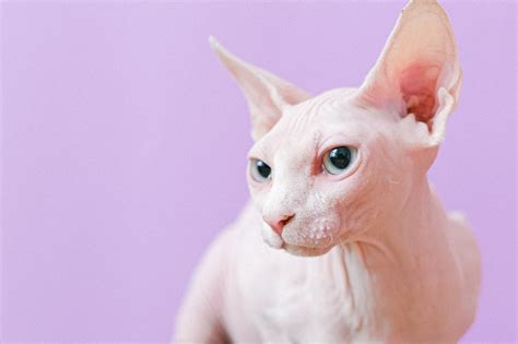 Sphynx Care 101 Hairless Cats Are Actually A Ton Of Work Pawtracks