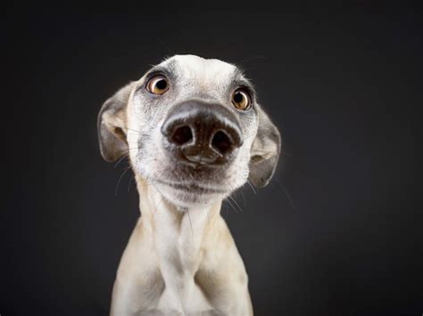Goofy Goobers Commercial Pet Photography By Elke Vogelsang