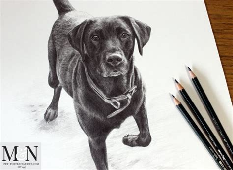 Black Lab Pencil Portrait2 Melanie And Nicholas Pet Portraits