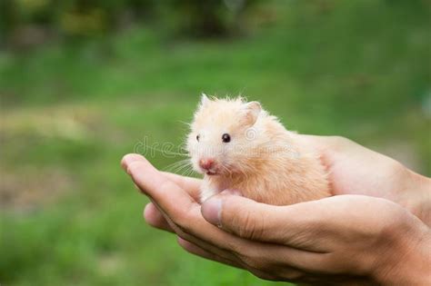 Golden Hamster Posing With Flower Stock Image Image Of Hamster Outdoors 12154199