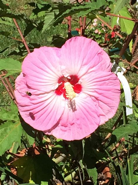 Hibiscus Tie Dye Spectacular 8 10 Blossoms Blossoms Hibiscus