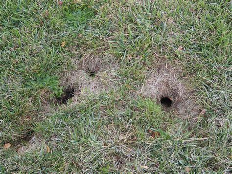 How To Get Rid Of Gophers Gopher Removal Havahart®