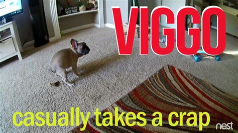 Preparing to welcome a french bulldog puppy into your home? French Bulldog puppy's potting training fail... on the ...