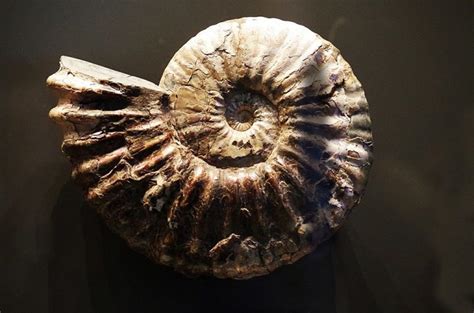 ⊛ Amonites ⊛ Fósiles Del Jurásico Características Y Curiosidades