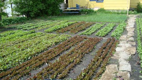 Get Started With Spin Farming Cornell Small Farms Backyard Garden