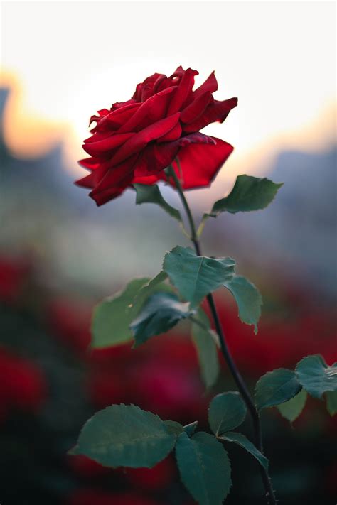 Selective Focus Close Up Photo Of Red Rose · Free Stock Photo