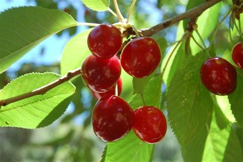 Maybe you would like to learn more about one of these? Kansas Sweet | Growing cherry trees, Cherry tree, Fruit