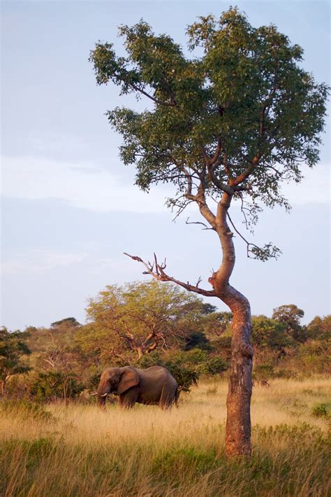 Elephant Hluhluwe Imfolozi Park South Africa James Scott Flickr