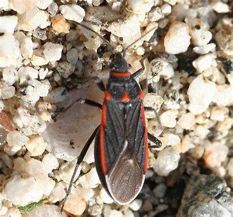 Black And Red Bug Melacoryphus Lateralis Bugguidenet