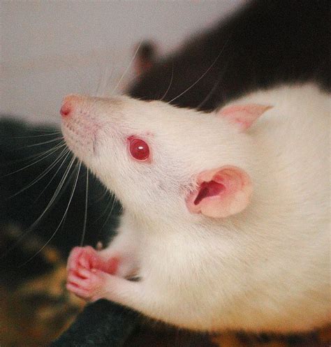 Albino Rat Evidently Praying By Yazoo54 Via Flickr Baby Animals