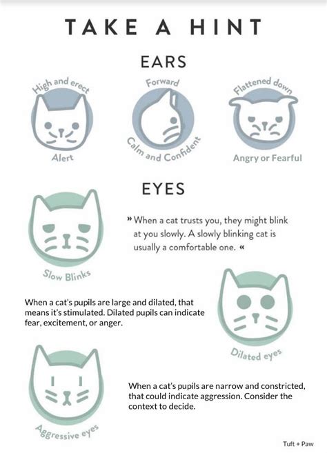 The Definitive Guide To Cat Behavior And Body Language Tuft Paw