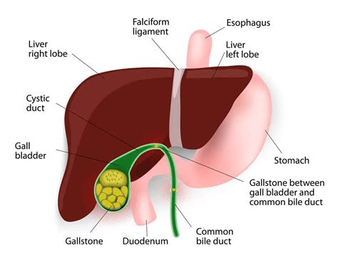 What Is A Bile Duct What Does Bile Do Bile Duct Problems