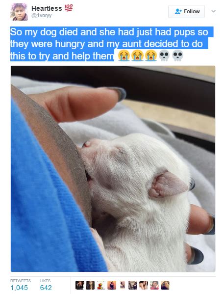 Viral Photo Of A Woman Breastfeeding A Puppy